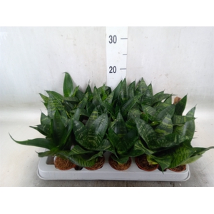Sansevieria trifa. 'Hahnii'