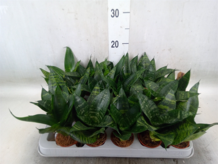 <h4>Sansevieria trifa. 'Hahnii'</h4>