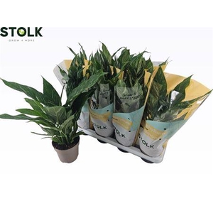 Spath Diamond Bontbladig