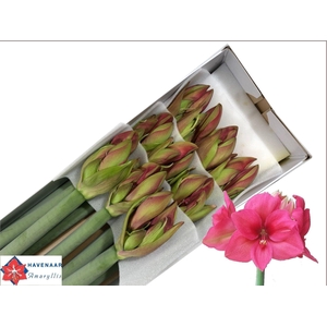 HIPPEASTRUM GA 'PLEASURE'