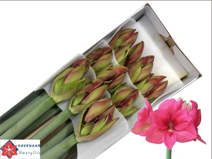 <h4>HIPPEASTRUM GA 'PLEASURE'</h4>