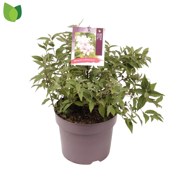 <h4>Deutzia hybrida 'Mont Rose' C7,5/P26</h4>