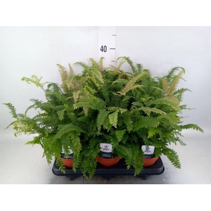 Adiantum hispi. 'Bronze Venus'