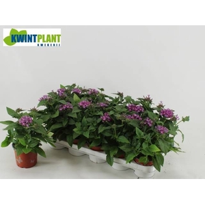 PENT GRAFFI VIOLET