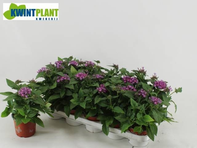 <h4>PENT GRAFFI VIOLET</h4>