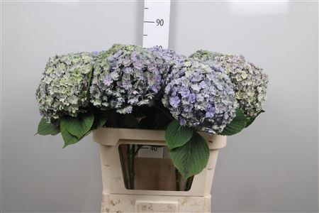 <h4>Hydr Cl Beauty Luxor</h4>