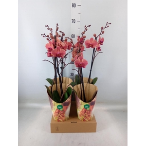 Phalaenopsis  'Ant Narbonne'