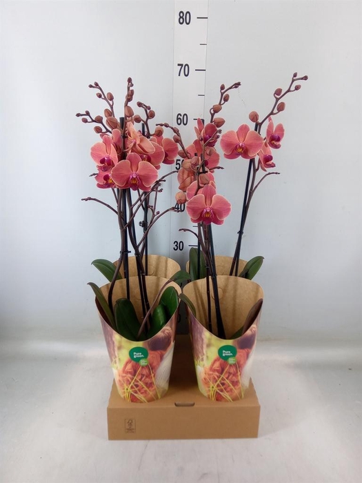 <h4>Phalaenopsis  'Ant Narbonne'</h4>