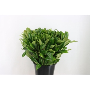 Laurier 55 Cm Per Stem