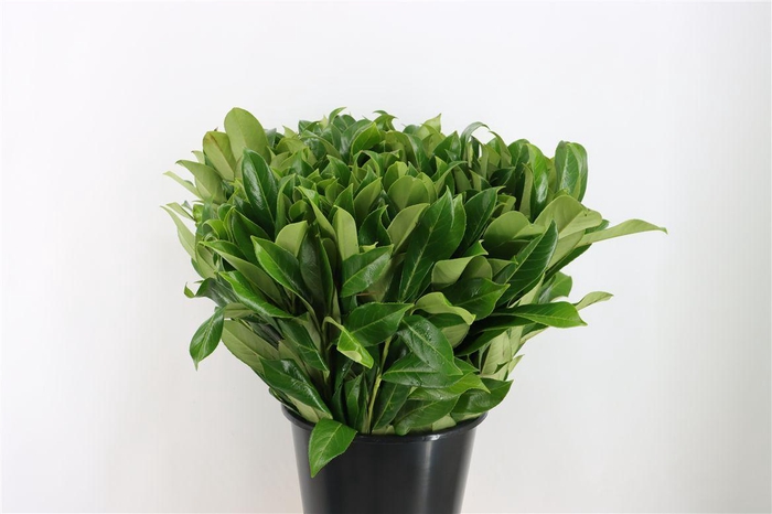 <h4>Laurier 55 Cm Per Stem</h4>
