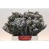 Kaaps Groen Silver Brunia