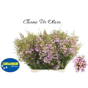 CHAME UN OLIVIA