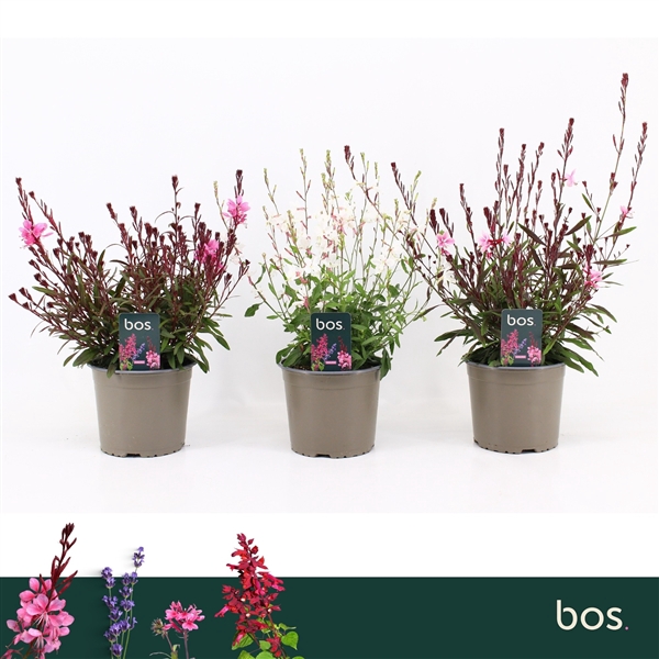 <h4>Gaura Lindheimeri, Gaudi Mix</h4>