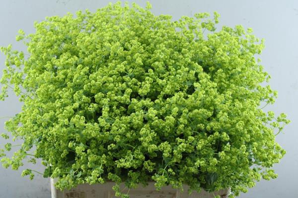 <h4>Alchemilla M Robustica (ploeg)</h4>