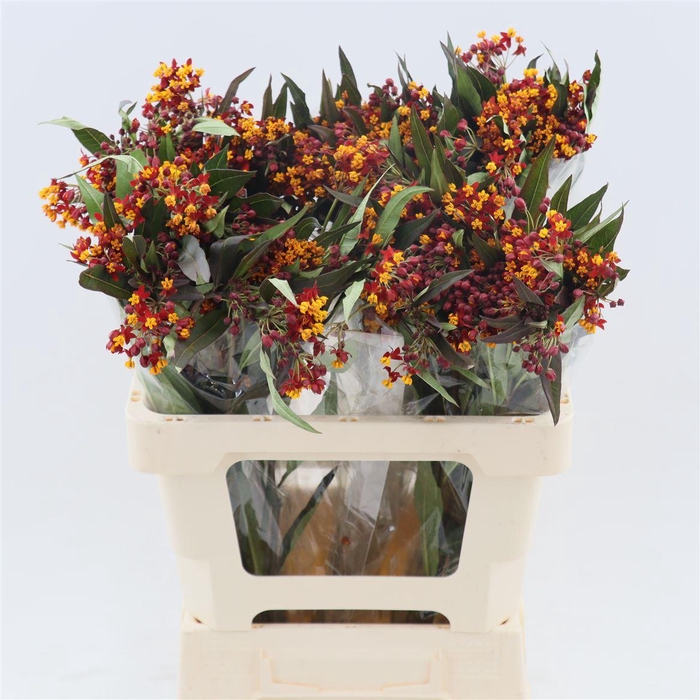 <h4>Asclepias Tuberosa 'red Beauty'</h4>