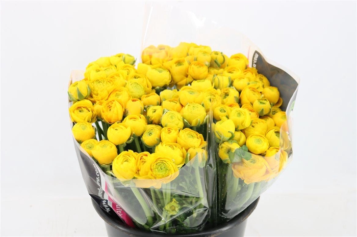 <h4>Ran Elegance Yellow</h4>