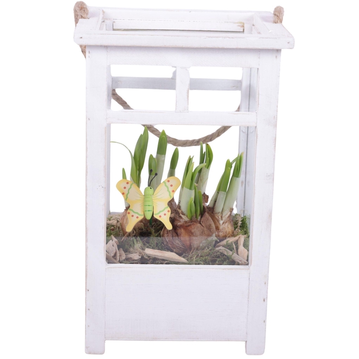 <h4>Bulbs Arr. Narcis Wooden Lantern pot White mix/3 Ø19cm</h4>