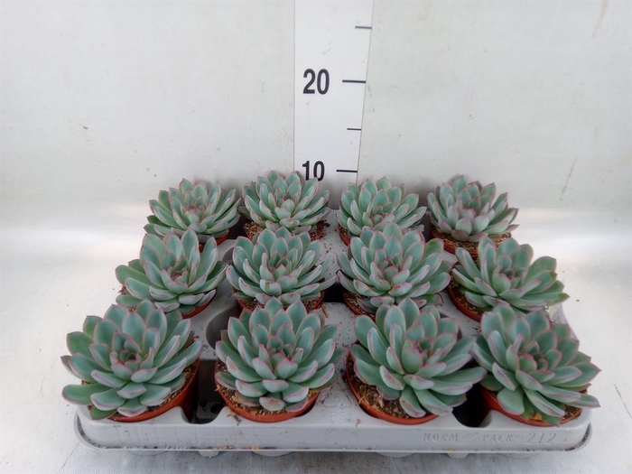 <h4>Echeveria 'Apus'</h4>