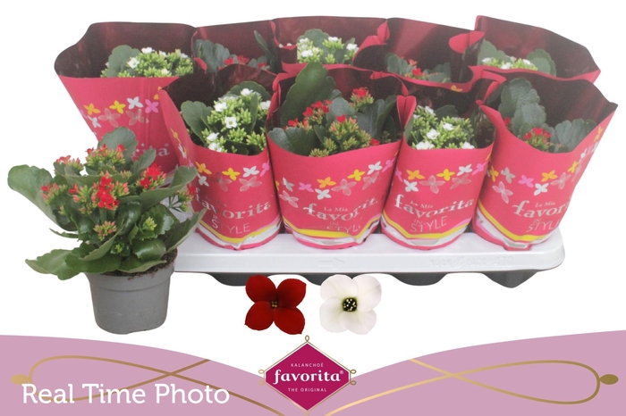 <h4>KAL EN GEM 2 KL</h4>