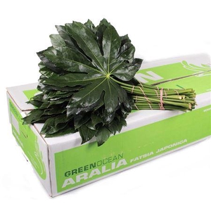 ARALIA 35 CM GREEN OCEAN