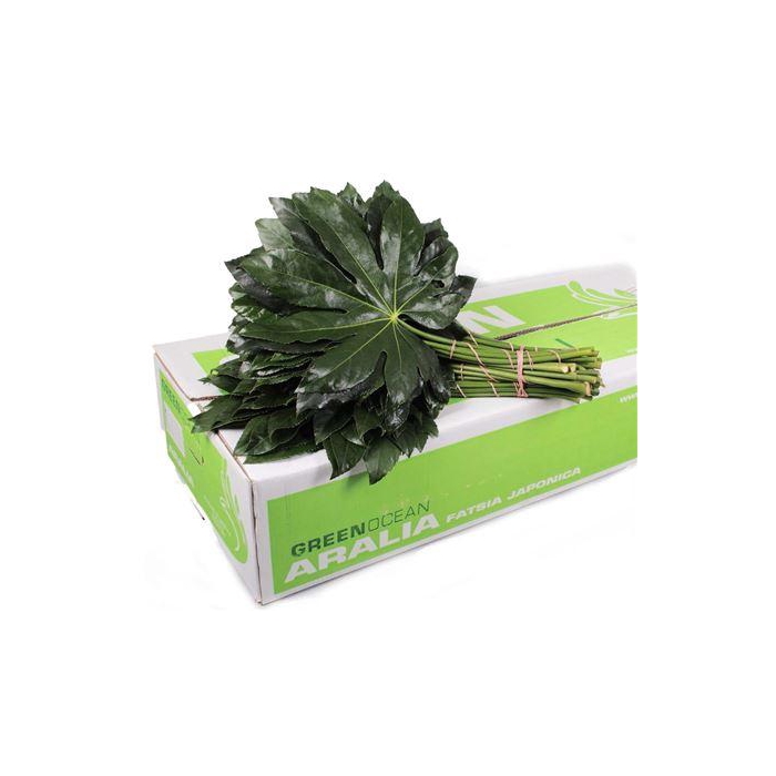 <h4>ARALIA 35 CM GREEN OCEAN</h4>
