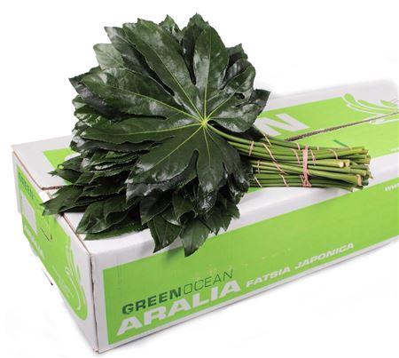 <h4>ARALIA 35 CM GREEN OCEAN</h4>