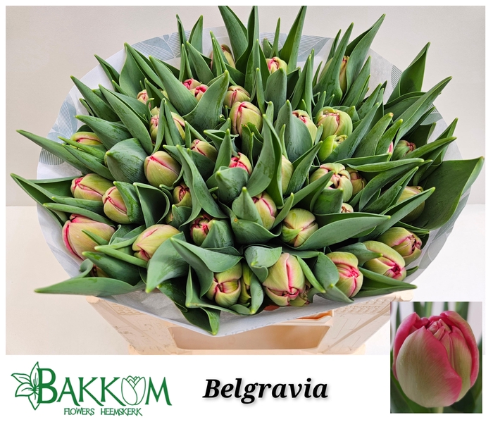 <h4>TU DU BELGRAVIA</h4>