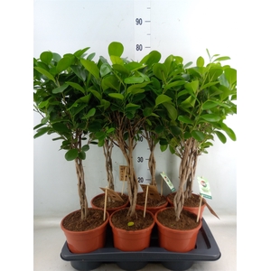 Ficus microcarpa 'Moclame'