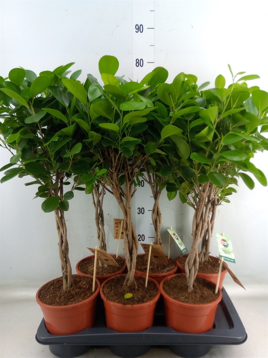 <h4>Ficus microcarpa 'Moclame'</h4>