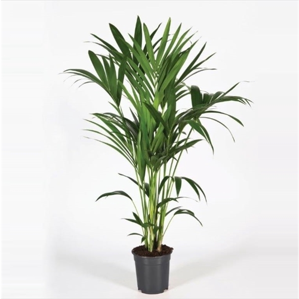 <h4>Howea forsteriana 120cm (Kentia)</h4>