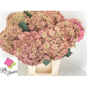 HYDR M ROY ANASTA CL