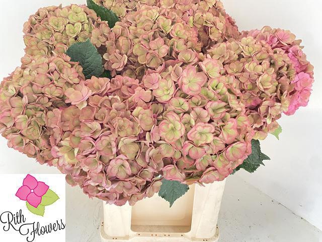 <h4>HYDR M ROY ANASTA CL</h4>