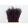 DF Lavender Bs Dark Lila