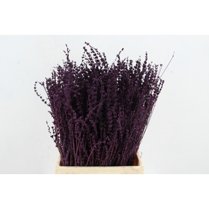 DF Lavender Bs Dark Lila