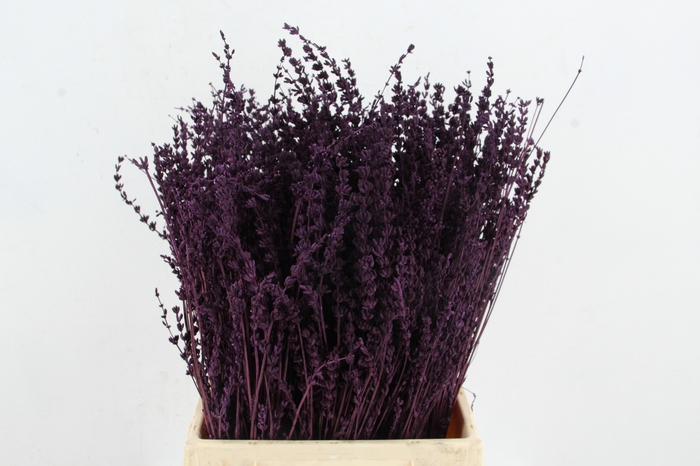 <h4>DF Lavender Bs Dark Lila</h4>