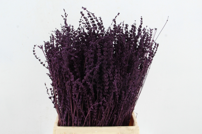 DF Lavender Bs Dark Lila