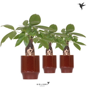 Kolibri Greens Pachira in Classy pot red