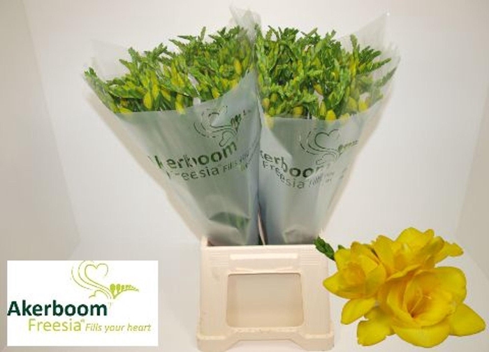 <h4>Freesia du Ballade</h4>