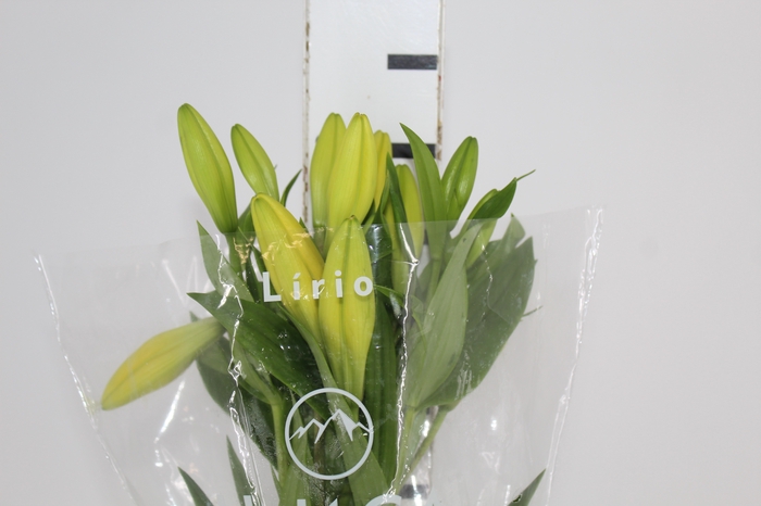 <h4>LIRIO EL DIVO 090 CM HT 3/4 FLS</h4>