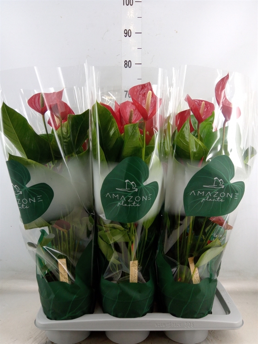 <h4>Anthurium andr. 'Melodia'</h4>