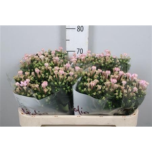 Bouvardia EN 'Sweet Jewel'
