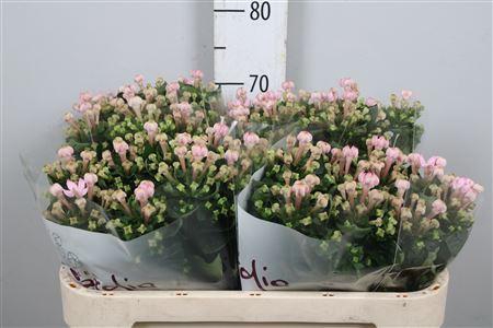 <h4>Bouvardia EN 'Sweet Jewel'</h4>