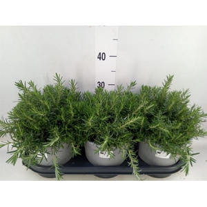 Rosmarinus officinalis 'Prostratus'