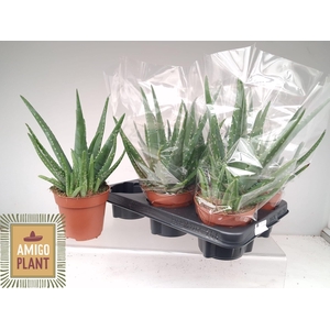 ALOE VERA