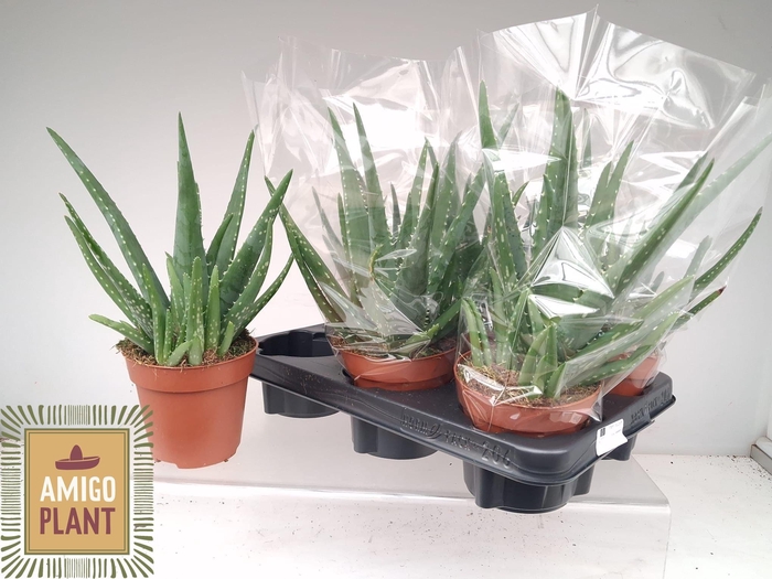 <h4>ALOE VERA</h4>