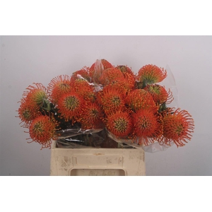 Leuco Co Neena Orange