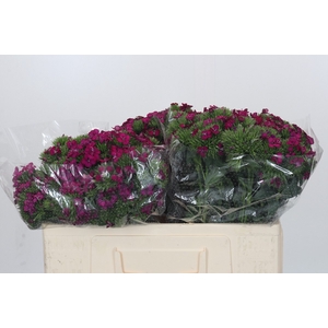 Dianthus Br Amazon Neon Cherry