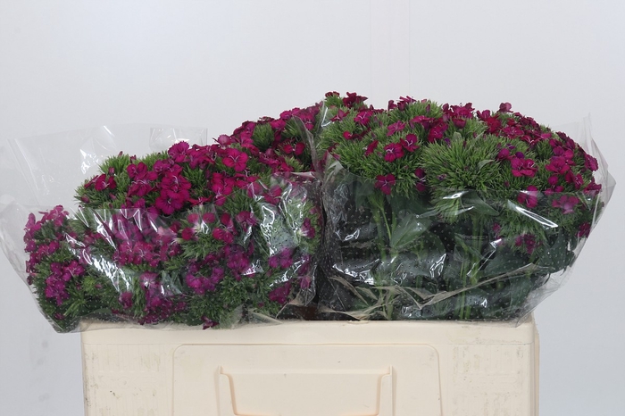 <h4>Dianthus Br Amazon Neon Cherry</h4>