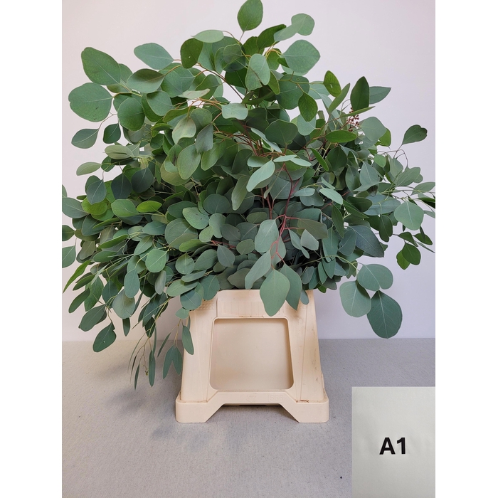 <h4>EUC POPULUS PB</h4>