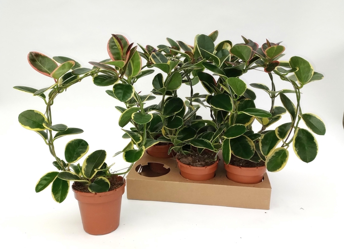 <h4>HOYA AUS BLONDIE</h4>